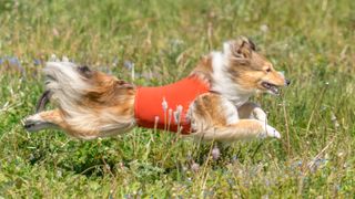 Shetland Sheepdog