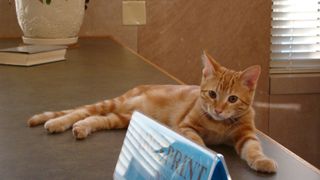 library cats