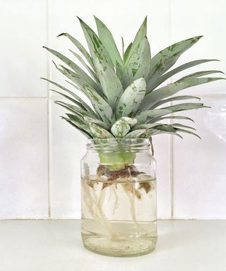 Growing A Pineapple In A Glass Jar