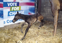 election_foal-hr.jpg