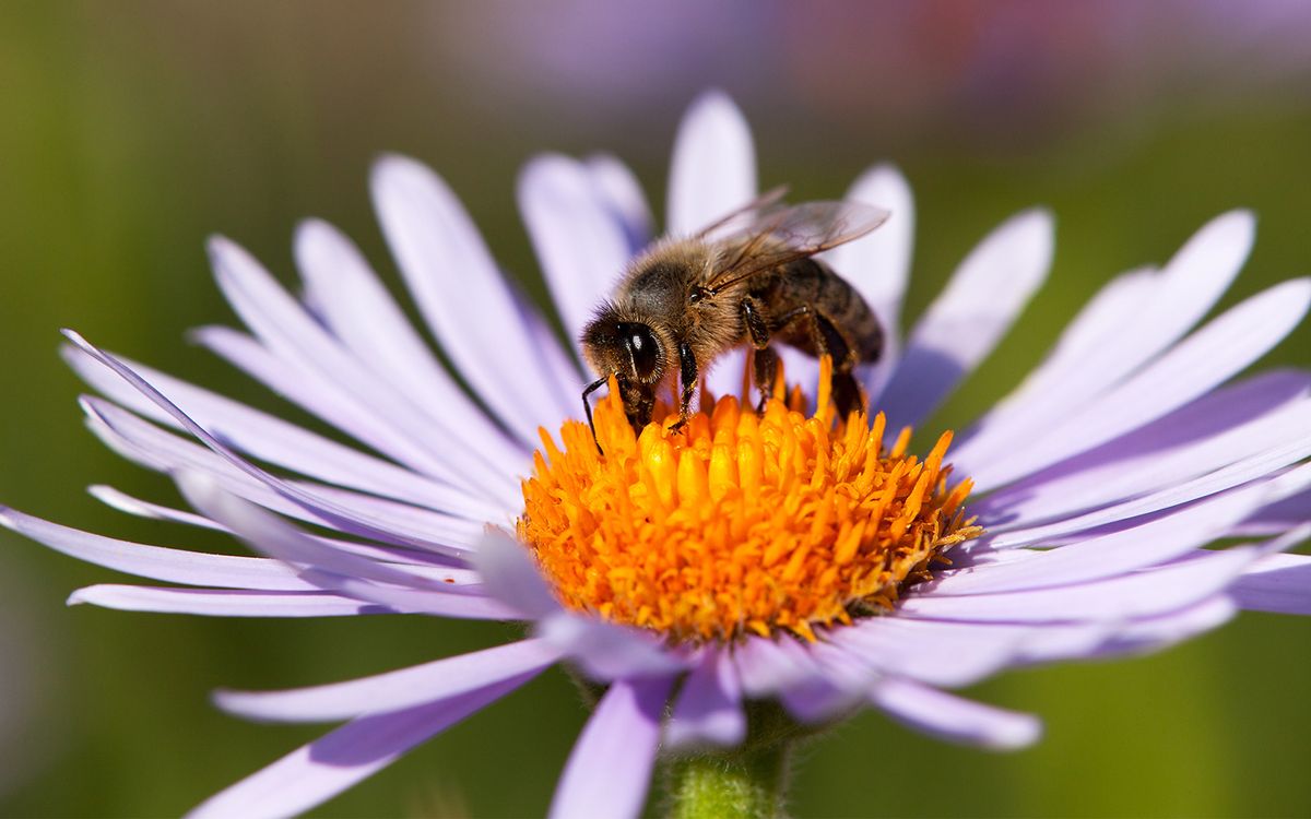 Bee-Harming Pesticides Face Complete Ban in Europe | Live Science