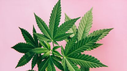 marijuana cannabis leaves