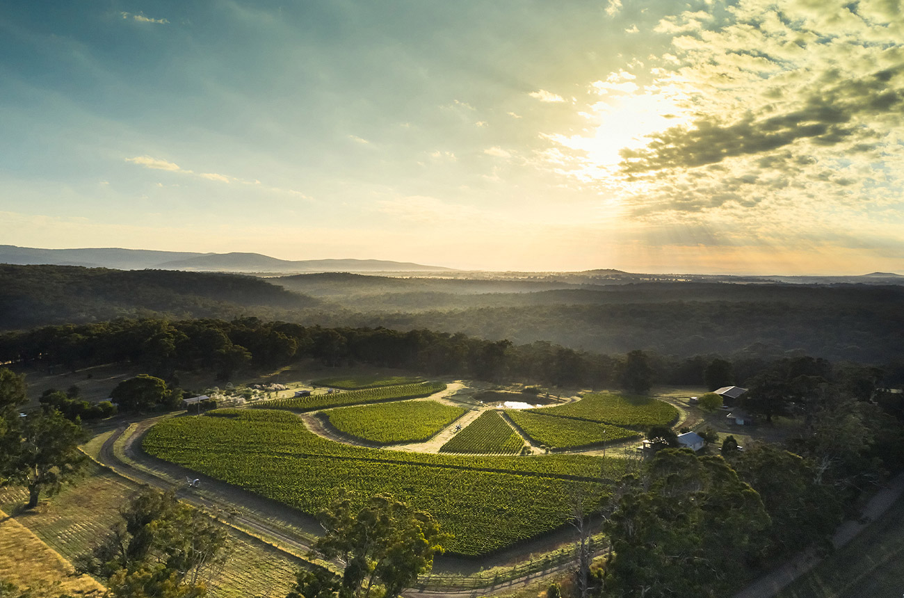 Vineyards at the Place of Changing Winds winery in Mt Macedon, Victoria.