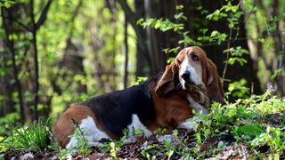 Basset Hound