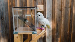 Cockatoo using tools during the experiments.
