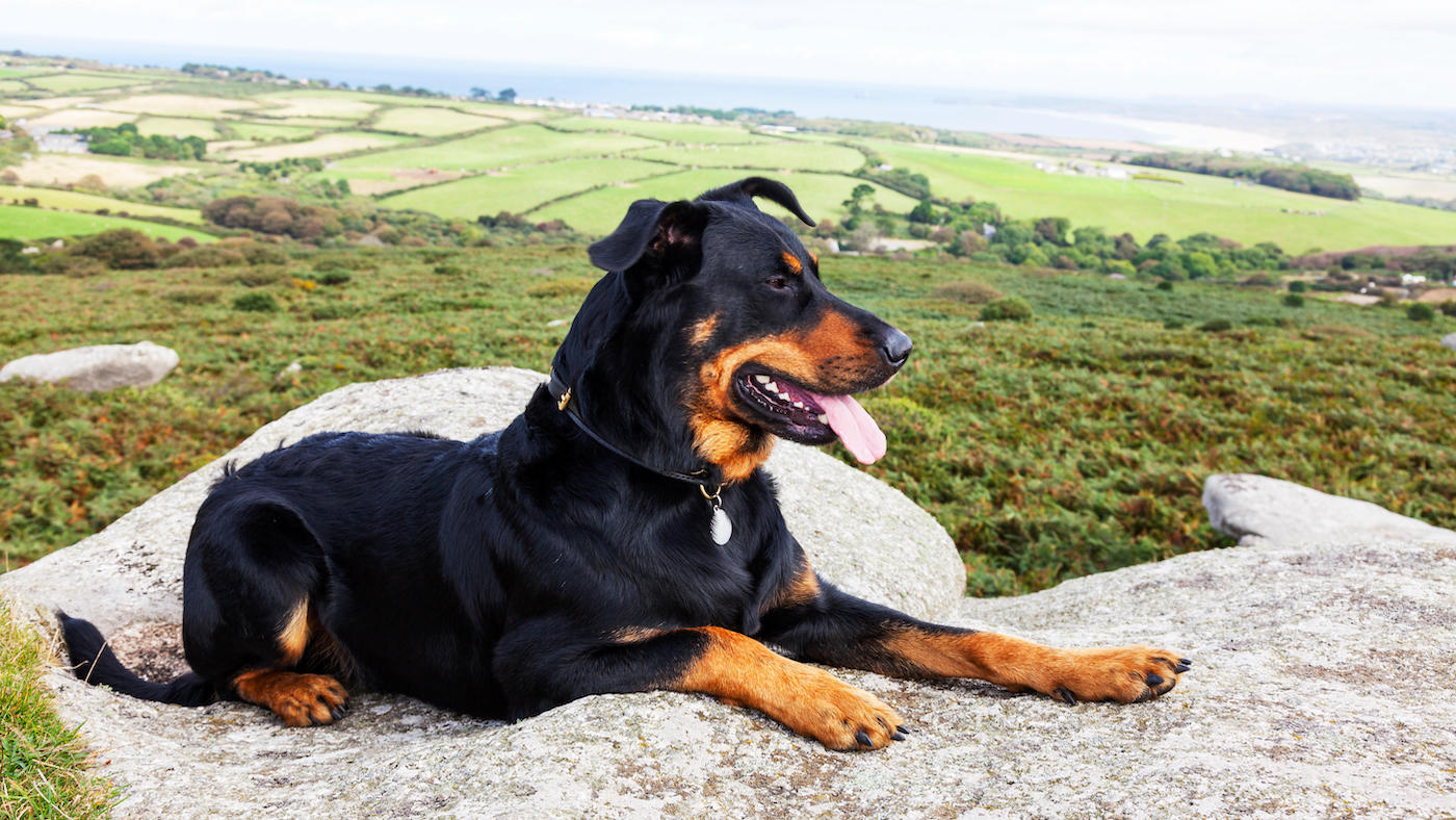 Beauceron dog sitting on rock