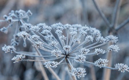 caraway winter