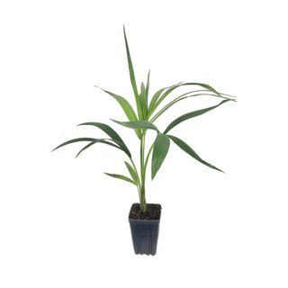 A small kentia palm in a black pot