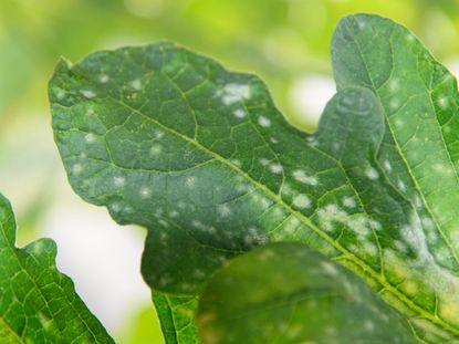 Cucurbit Plant With Downy Mildew Spots