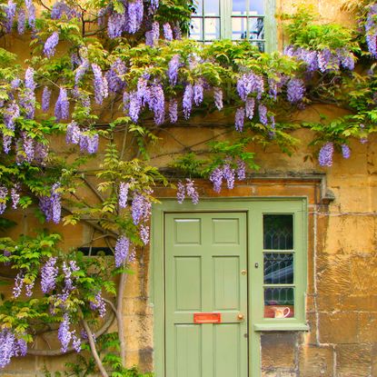 Purple wisteria around a door
