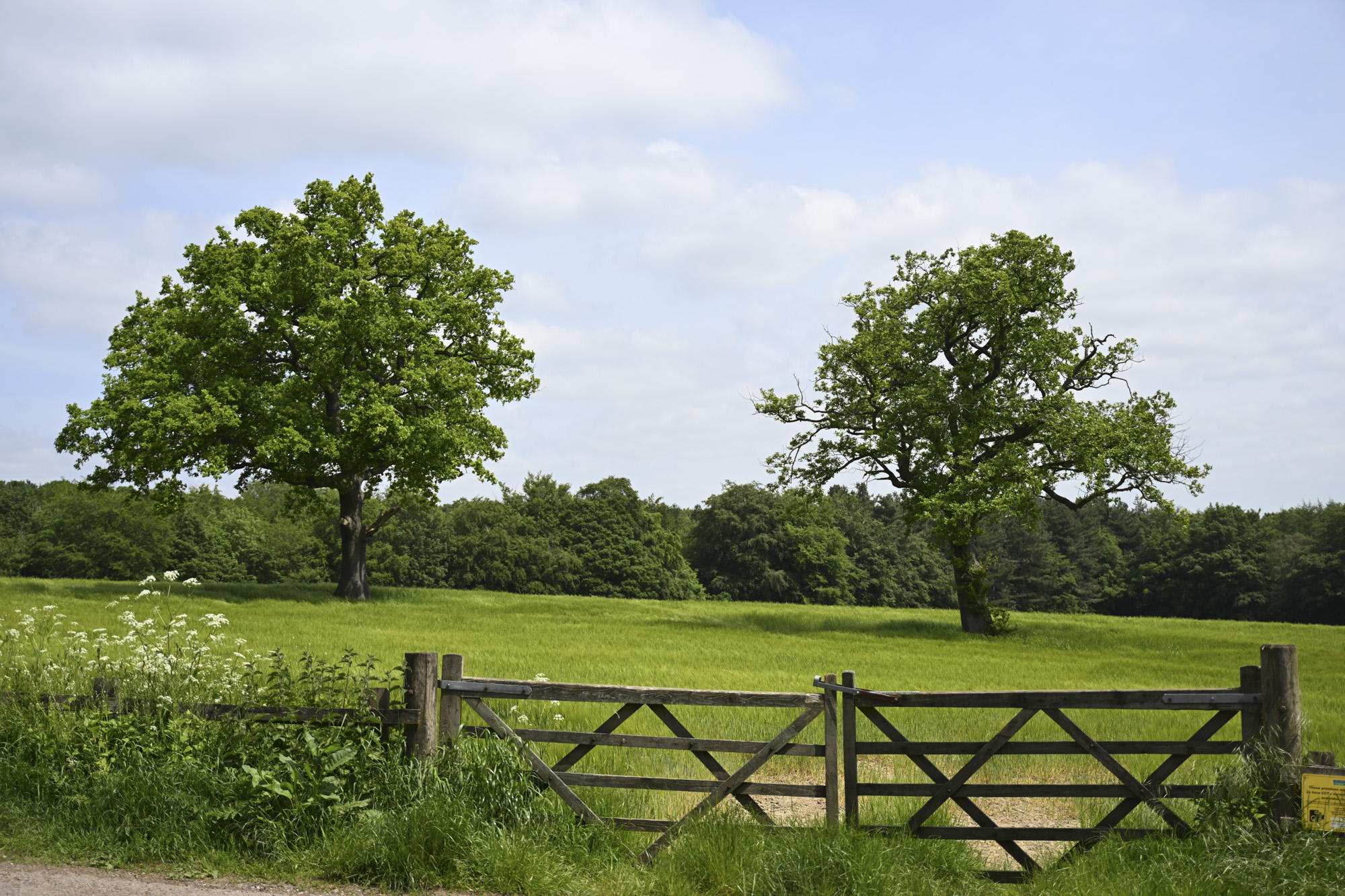 Two trees behind a wooden gate in a green field with suuny cloudy skies