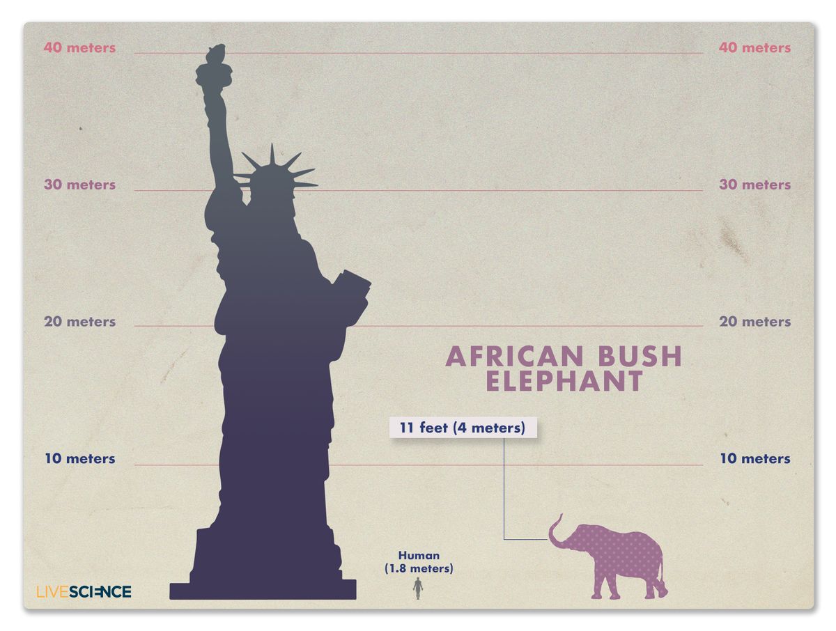 Kind of a Big Deal: How King Kong Measures Up (Images) | Live Science