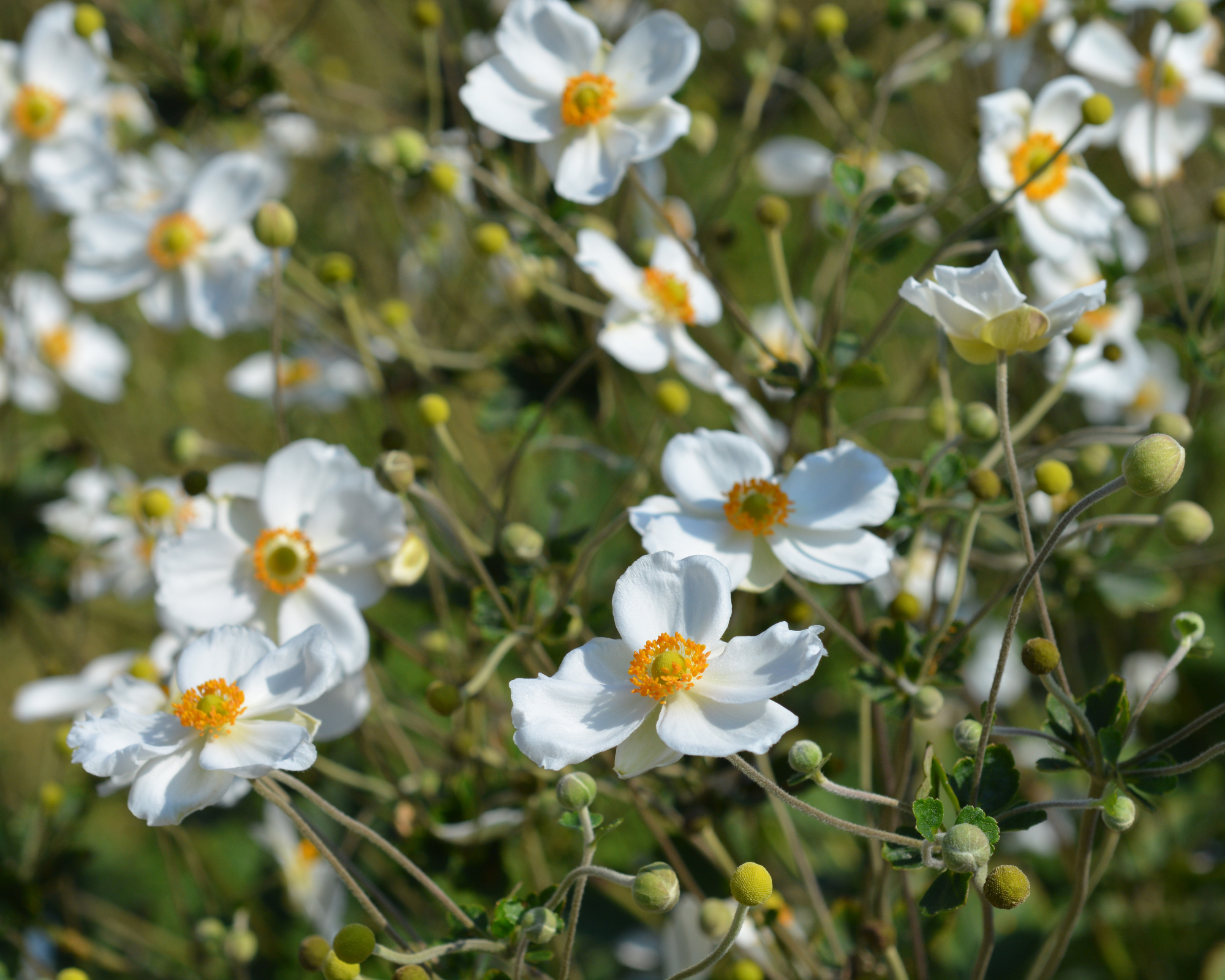 Japanese anemone Honorine Jobert, Anemone &amp;times; hybrida Honorine Jobert, growing in a garden with white flowers