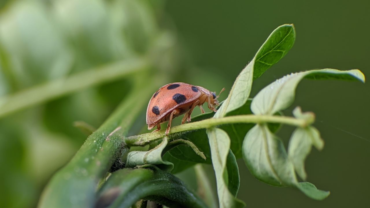 A Mexican bean beetle on the a set of bean leaves