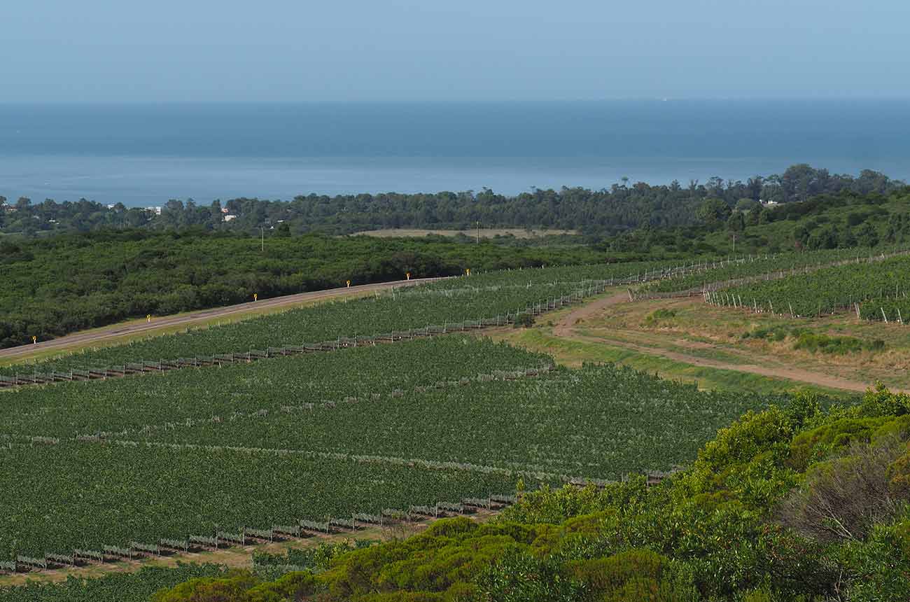 Cerro del Toro winery in Uruguay