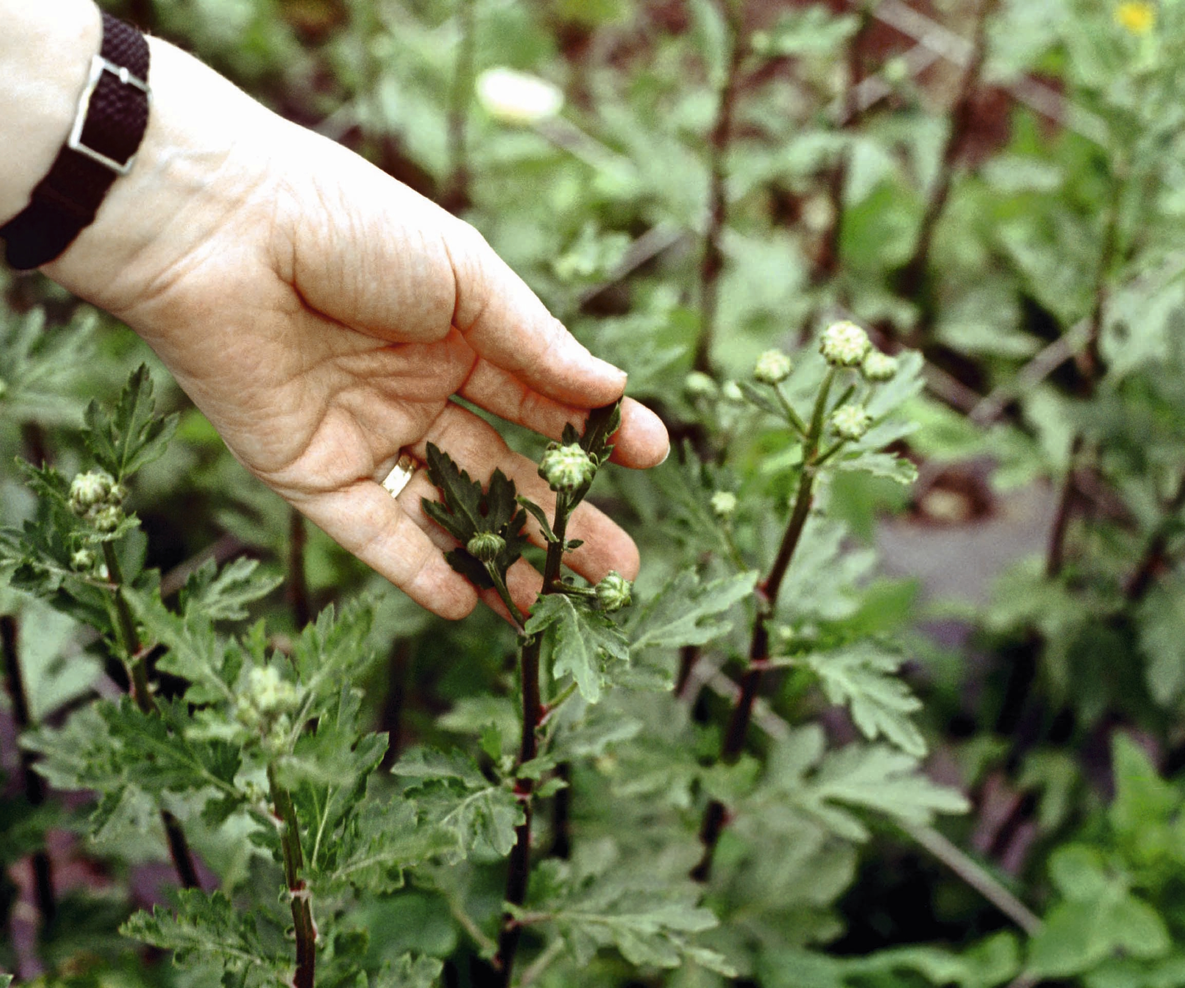 A gardener assesses if chrysanthemums are ready for disbudding