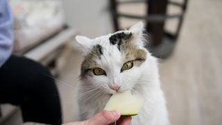 cat eating a piece of melon