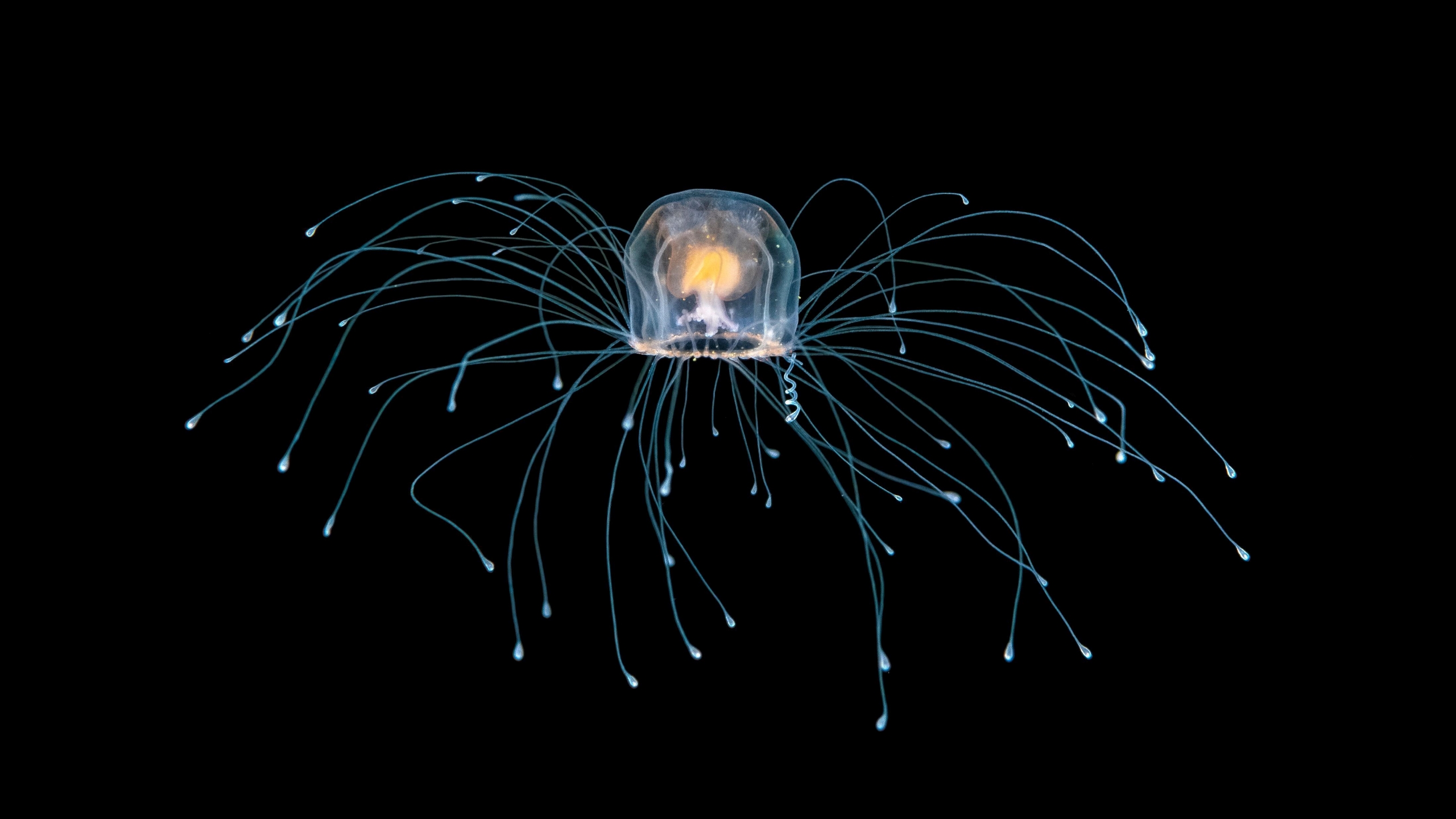 An underwater photo of a Turritopsis immortal jellyfish off Palm Beach, Florida, U.S.