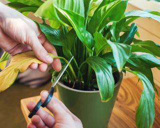 Trimming a yellow peace lily leaf with scissors