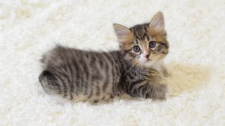 Kurilian Bobtail kitten lying on cream rug