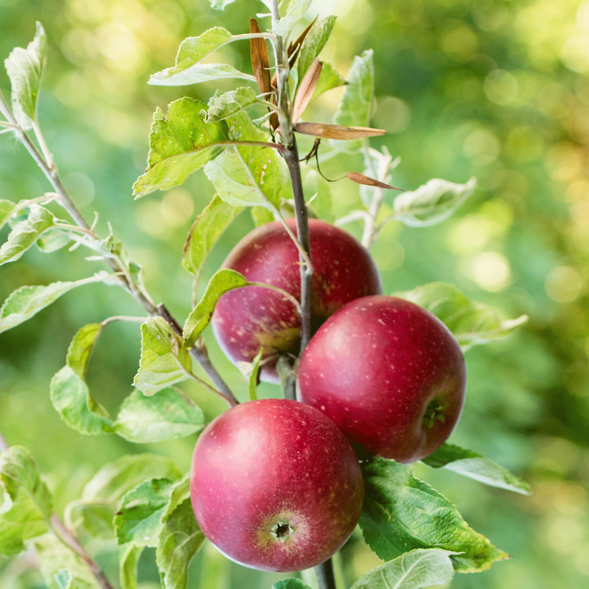 Apple tree in garden with close up of apples