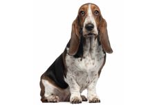 bassett hound, long stare
