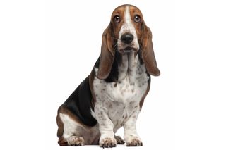 bassett hound, long stare