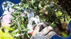 picture of person pruning an olive tree with secateurs and gloves on