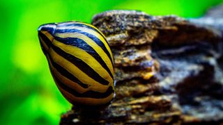 Nerite Snails