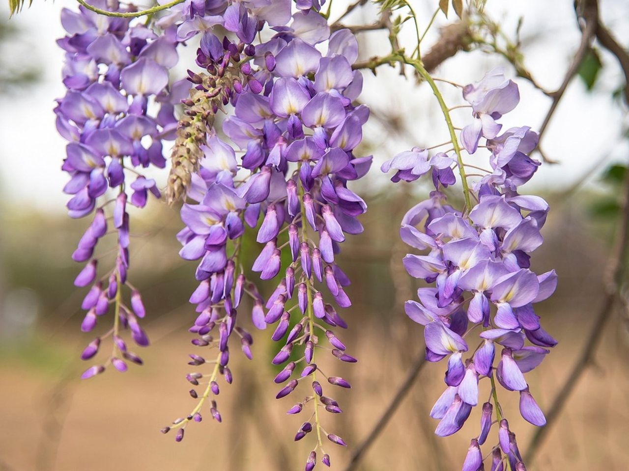 Purple Wisteria Vines