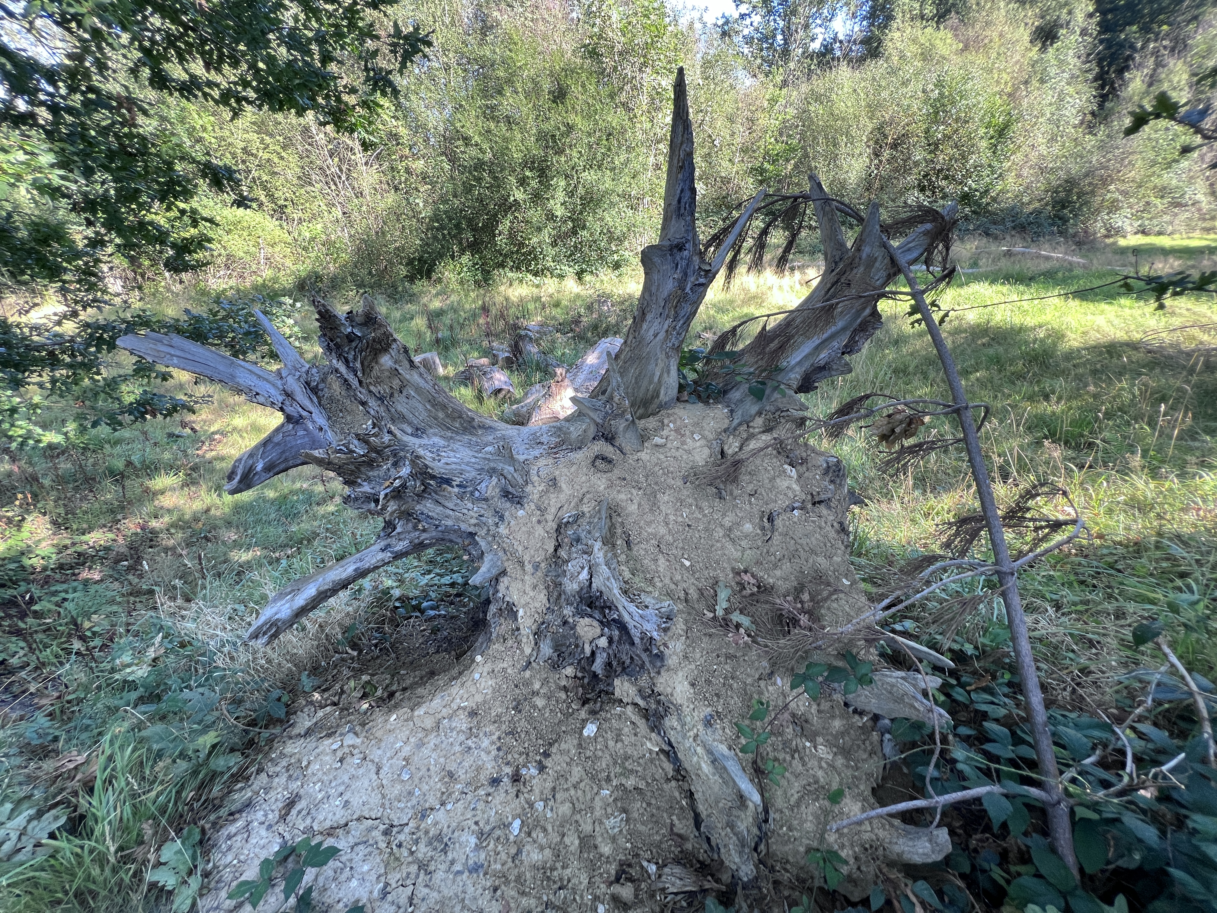 An upturned tree trunk with photo filter applied