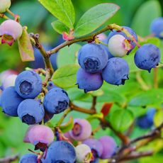 blueberry shrub showing ripe and unripe fruits