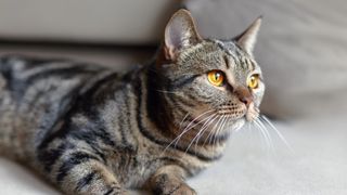 European shorthair cat