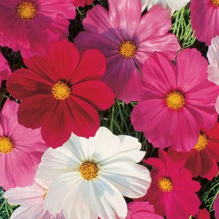 Cosmos, Sensation Mixed Colors Seeds
