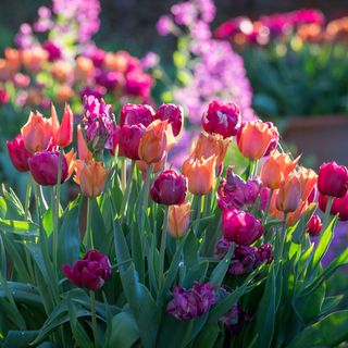 boiled sweet tulip collection 