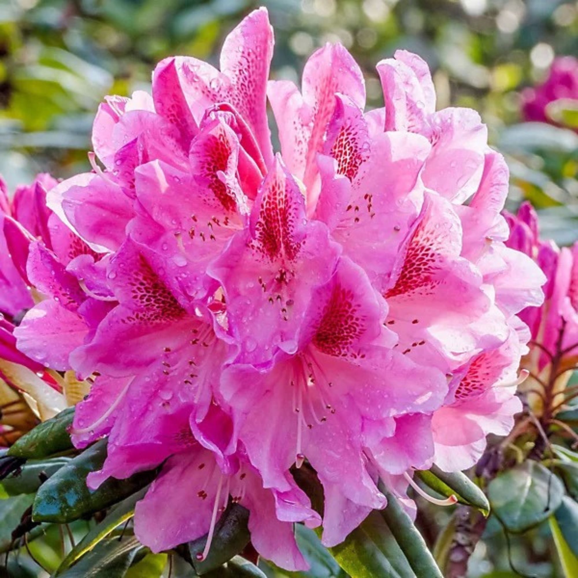 rhododendron plant