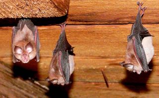 Lesser Horseshoe bats