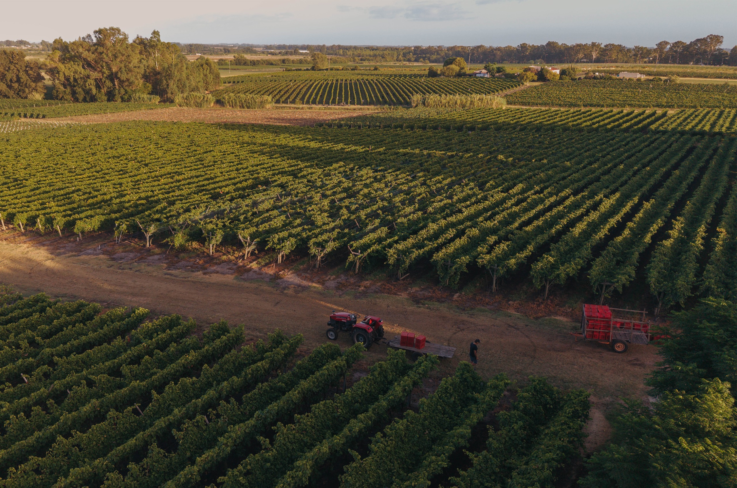 Ariel shot of the harvest &amp;ndash; red tractor with red boxes full of grapes