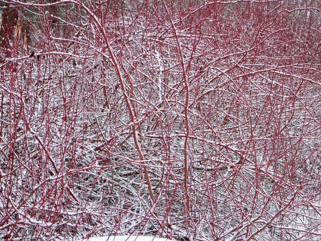 Red Dogwood Covered In Snow