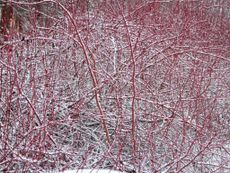 Red Dogwood Covered In Snow