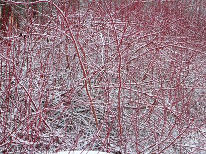 Red Dogwood Covered In Snow