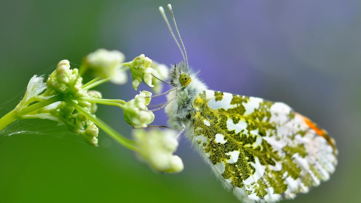 Butterfly