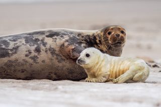 Watch seals and their pups.