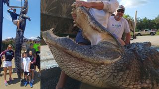 split image showing a huge alligator hanging up with the right-hand image showing a hunter holding the alligator's mouth open