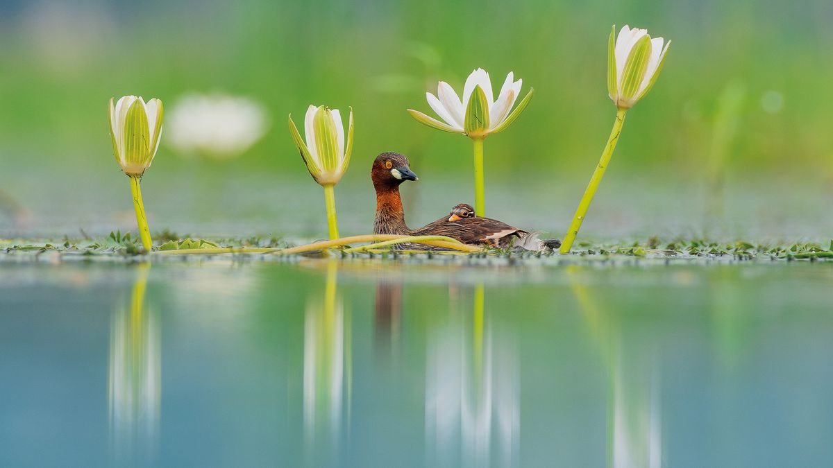 A little grebe and her little baby in the water between water flowers, placed in the image centre, image elements get reflected on water surface in a soft manner