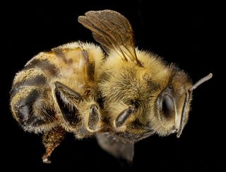 A honey bee, Apis mellifera. This bee was collected in Beltsville, Md.