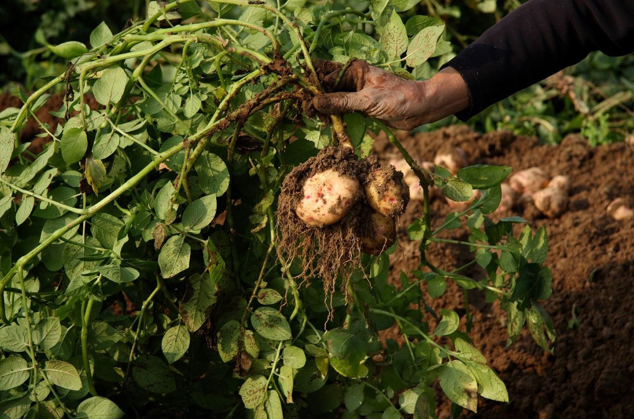 Gardener Holding Potatoes By The Haulms