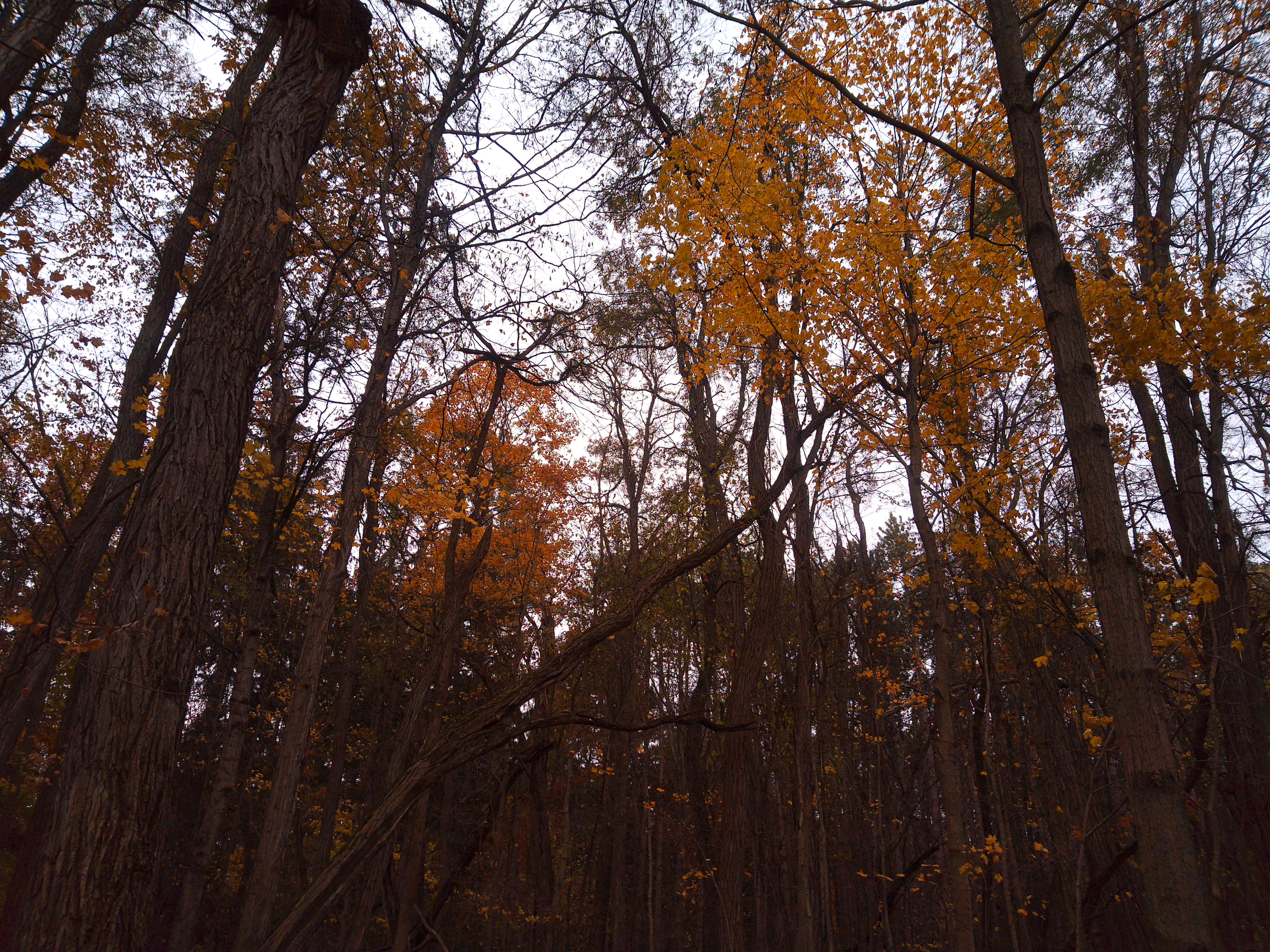 A sample image taken with the Camp Snap CS-Pro