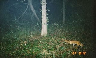 Racoon captured by a motion sensing camera