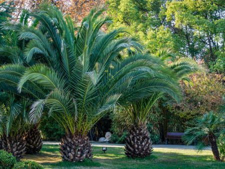 Fusarium Wilt On Palm Trees